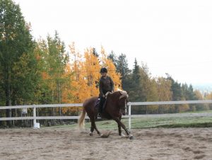 Ruska Laukan tallilla valmennus-, yksityis-, pari-, pienryhmä ja mini tunnit Ruka Kuusamossa