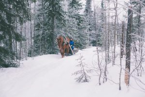 Ruska Laukan tallilla rekiajelua suomenhevosilla Ruka-Kuusamossa