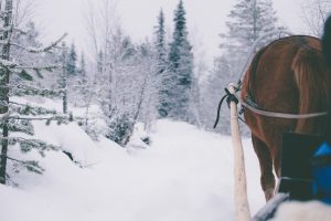 Ruska Laukan tallilla rekiajelua suomenhevosilla Ruka-Kuusamossa