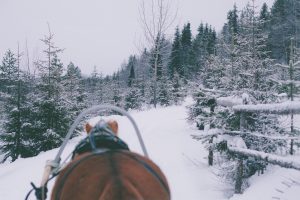 Ruska Laukan tallilla rekiajelua suomenhevosilla Ruka-Kuusamossa