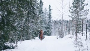 Ruska Laukan tallilla rekiajelua suomenhevosilla Ruka-Kuusamossa
