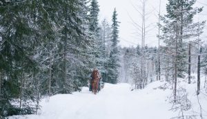 Ruska Laukan tallilla rekiajelua suomenhevosilla Ruka-Kuusamossa