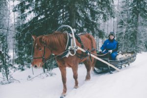 Ruska Laukan tallilla rekiajelua suomenhevosilla Ruka-Kuusamossa