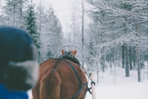 Ruska Laukan tallilla rekiajelua suomenhevosilla Ruka-Kuusamossa