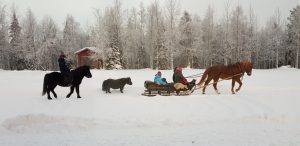 Ruska Laukan tallilla rekiajelua suomenhevosilla Ruka-Kuusamossa