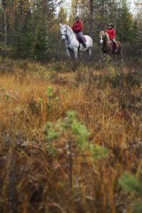 Maastoratsastusta Ruska Laukan tallilla Ruka-Kuusamossa