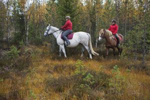 Maastoratsastusta Ruska Laukan tallilla Ruka-Kuusamossa