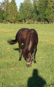 Ruska Laukan tallilla Blökk islanninhevostamma Ruka-Kuusamossa