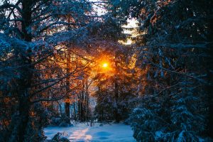 Metsätarhat, aukeat pellot sekä yhdessä asuminen pihatoissa tukevat hevosten hyvinvointia Ruska Laukan tallilla Ruka-Kuusamossa