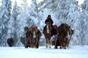 Ruska Laukan tallilla rekiajelua suomenhevosilla Ruka-Kuusamossa