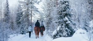 Maastoratsastusta Ruska Laukan tallilla Ruka-Kuusamossa