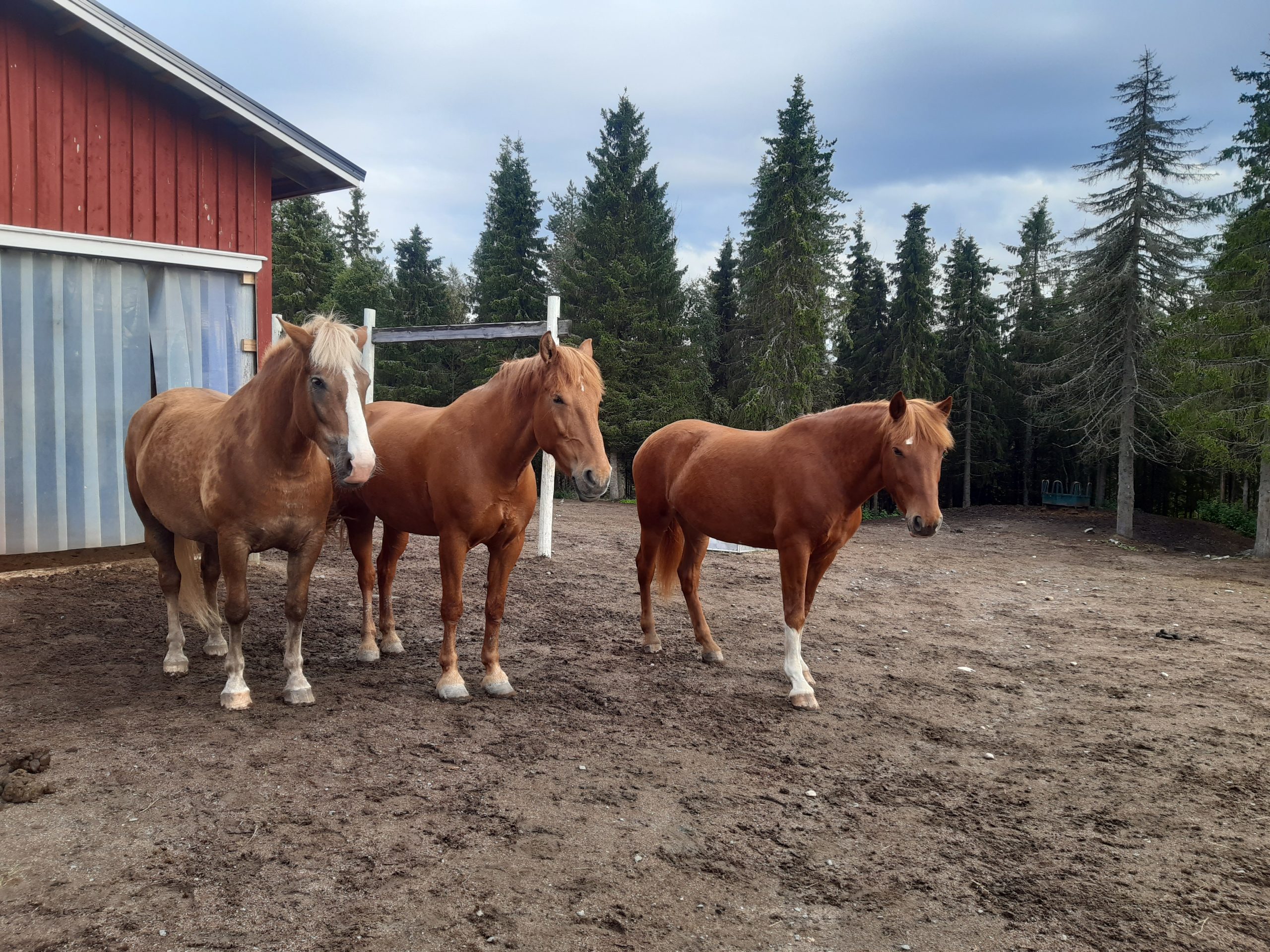 Ruska Laukan tallilla kavereiden kanssa hengailua Ruka-Kuusamossa