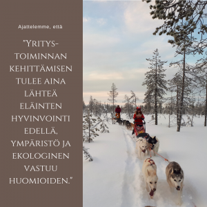 Ruska Laukan tallilla husky rekikoiria Ruka-Kusamossa