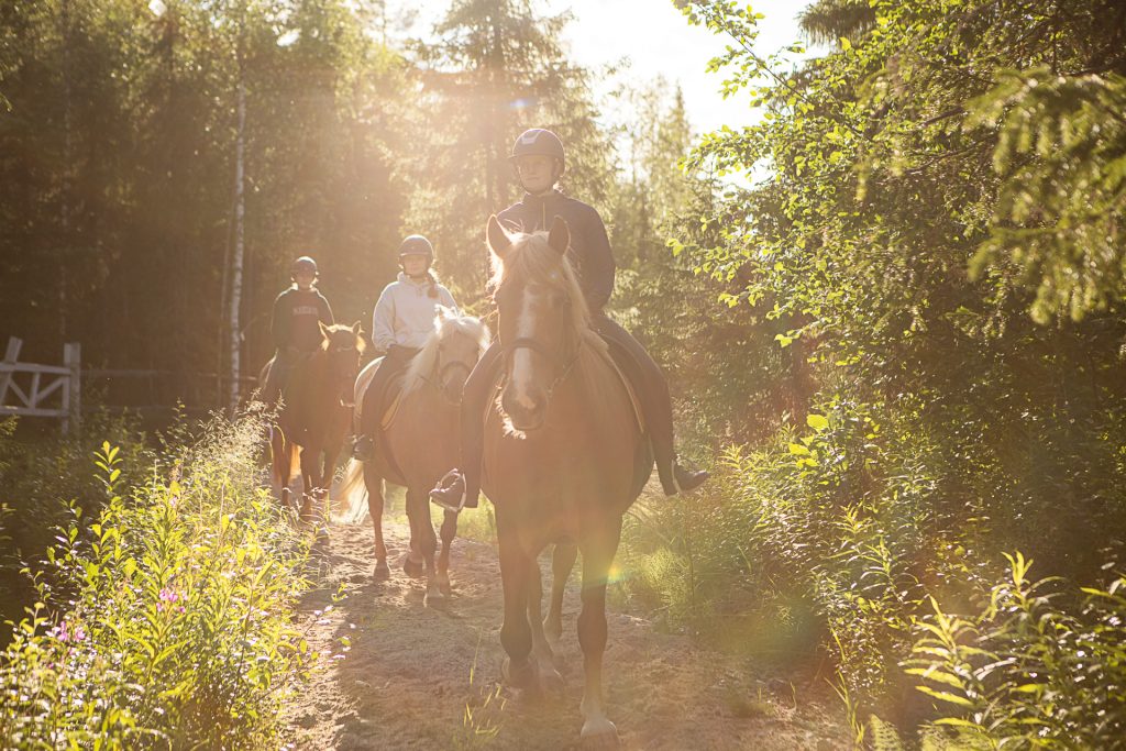 Finnhorse Ride in the Evening Light at Ronivaara Farm