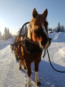 Ruska Laukan tallilla rekiajelua suomenhevosilla Ruka-Kuusamossa