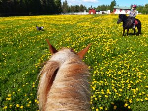 Ruska Laukan tallilla kesäleiriläisten puuhia hevosten kanssa Ruka-Kuusamossa