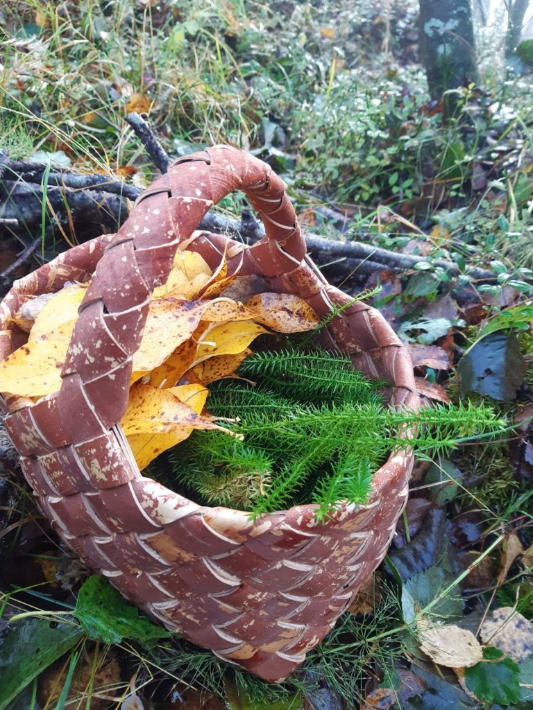 Tuohikoriin on kerätty keltaisia lehtiä ja havunoksia metsässä.