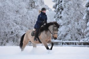 Maastoratsastusta suomenhevosilla Ruska Laukan tallilla Ruka-Kuusamossa