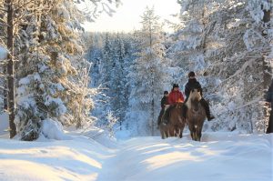 Maastoratsastusta suomenhevosilla Ruska Laukan tallilla Ruka-Kuusamossa