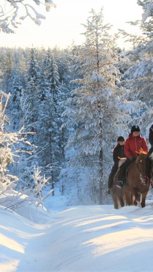 Maastoratsastusta suomenhevosilla Ruska Laukan tallilla Ruka-Kuusamossa