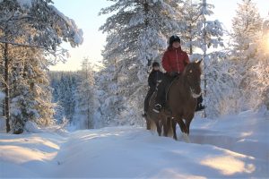 Maastoratsastusta suomenhevosilla Ruska Laukan tallilla Ruka-Kuusamossa