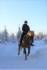 Maastoratsastusta suomenhevosilla Ruska Laukan tallilla Ruka-Kuusamossa