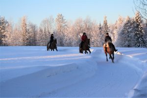 Maastoratsastusta suomenhevosilla Ruska Laukan tallilla Ruka-Kuusamossa