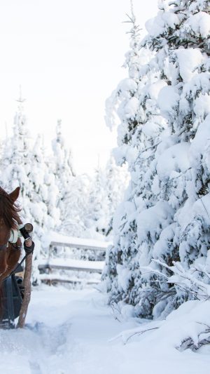 Nostalgic sleigh ride program 1,5hrs