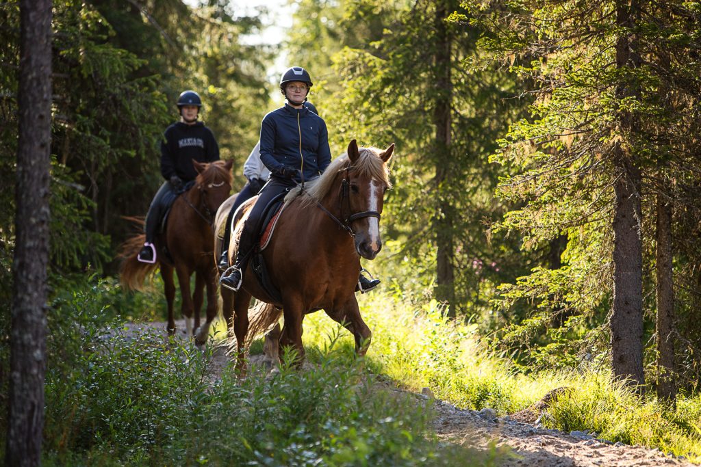 Forest Paths – A Finnhorse Experience for Confident Riders