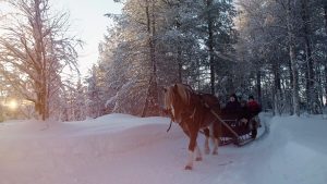 Ruska Laukan tallilla rekiajelua suomenhevosilla Ruka-Kuusamossa