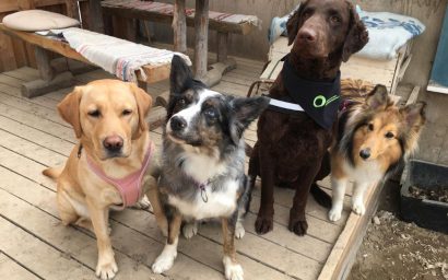 Ruska Laukka talli, Ronivaaran työnäytön suorittaneet kuntoutuskoirat Ruka-Kuusamossa