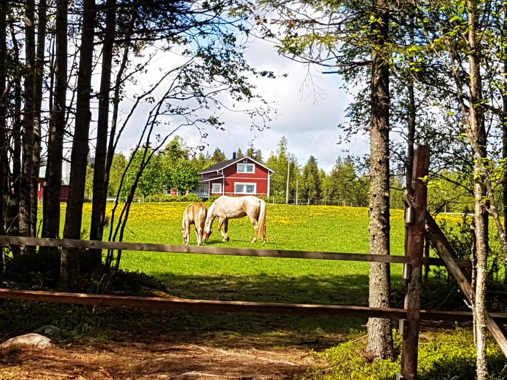 Metsätarhat, aukeat pellot sekä yhdessä asuminen pihatoissa tukevat hevosten hyvinvointia Ruska Laukan tallilla Ruka-Kuusamossa