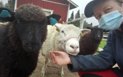 Sosiaalipedagoginen eläinavusteinen toiminta Ruska Laukan tallilla Ruka-Kuusamossa