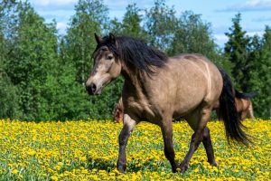 Ruska Laukka talli, "Laku", suomenhevosruuna