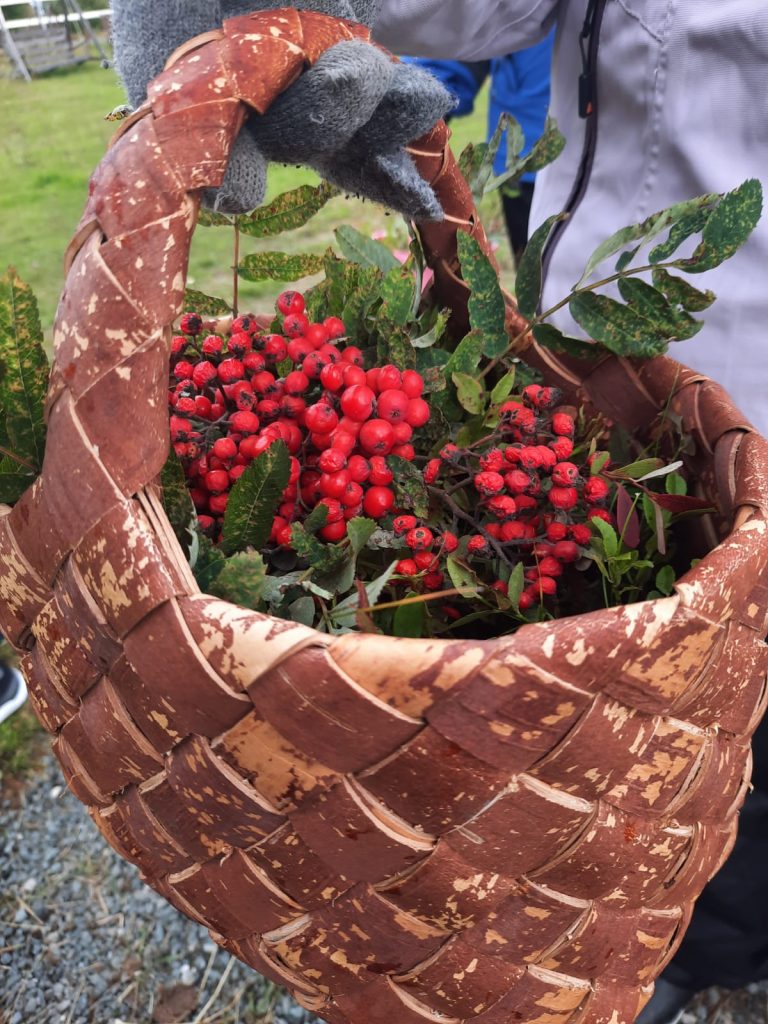 Tuohikoriin on kerätty pihlajanmarjoja ja lehtiä.