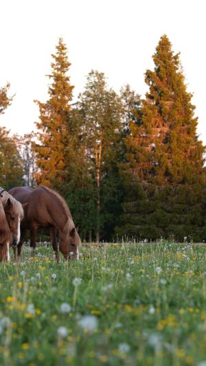 Maastovaellusohjelma (2h)