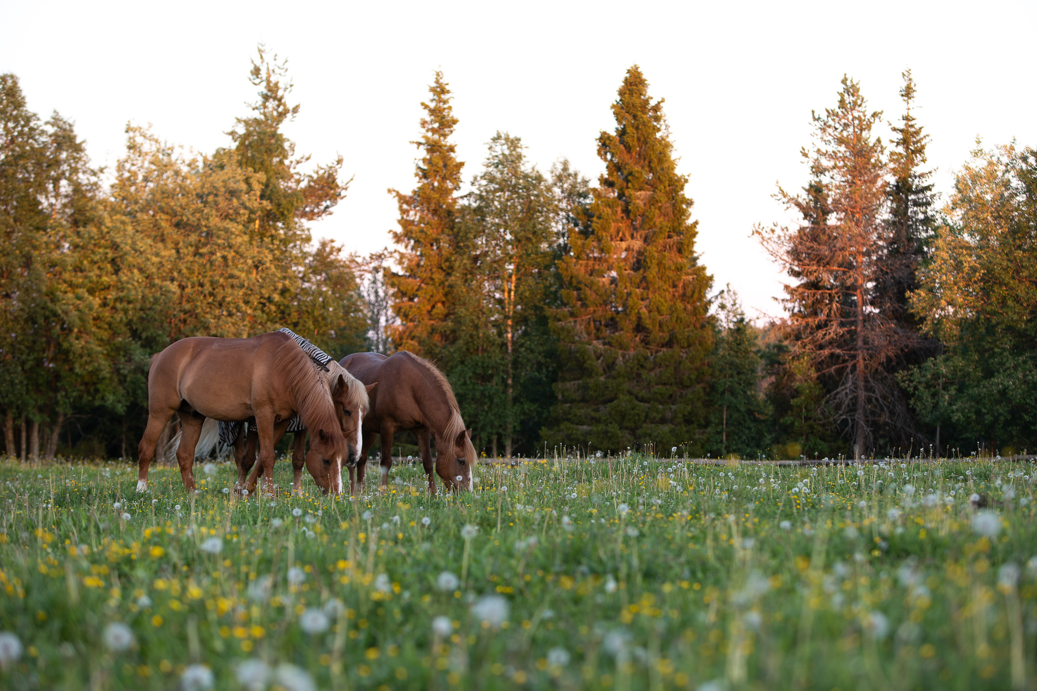 Suomenhevoselämys kokeneille Ronivaarassa