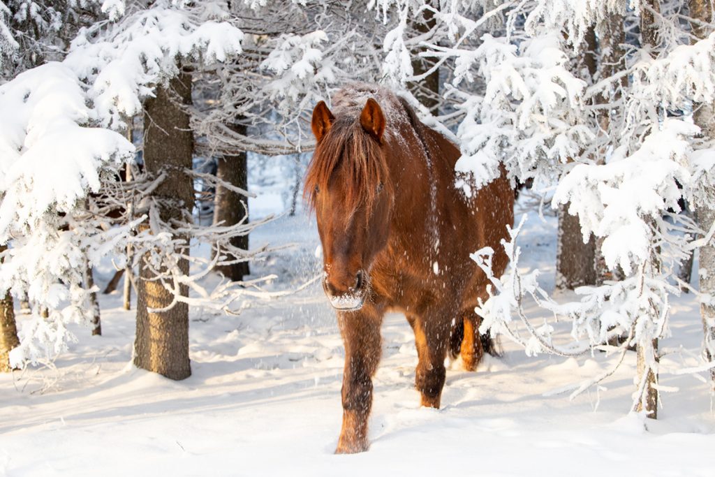 Spend a quiet moment with a Finnhorse at Ronivaara in Kuusamo.