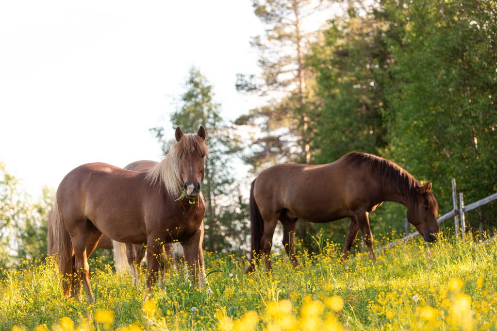 Maastoretki ja tilavierailu (1,5h)