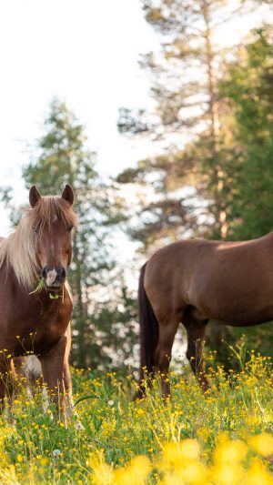 Maastoretki ja tilavierailu (1,5h)