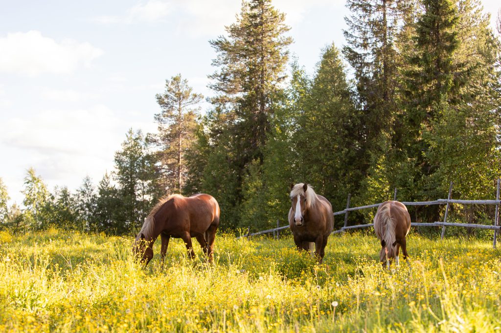 Private Stable Morning with Finnhorses at Ronivaara Farm