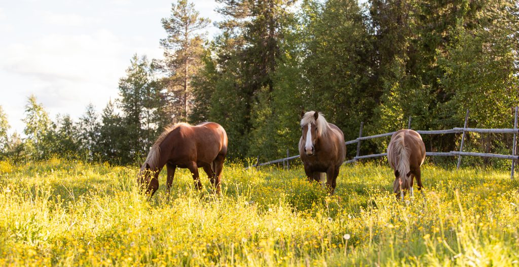Yksityinen aamu Ronivaaran tilalla