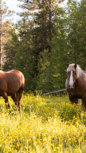 Yksityinen aamu Ronivaaran tilalla