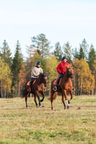 Kaksi iloista, nuorta naistaa laukkaa suomenhevosilla pellon halki ruskan väreissä näkyvän metsän jäädessä taustalle.